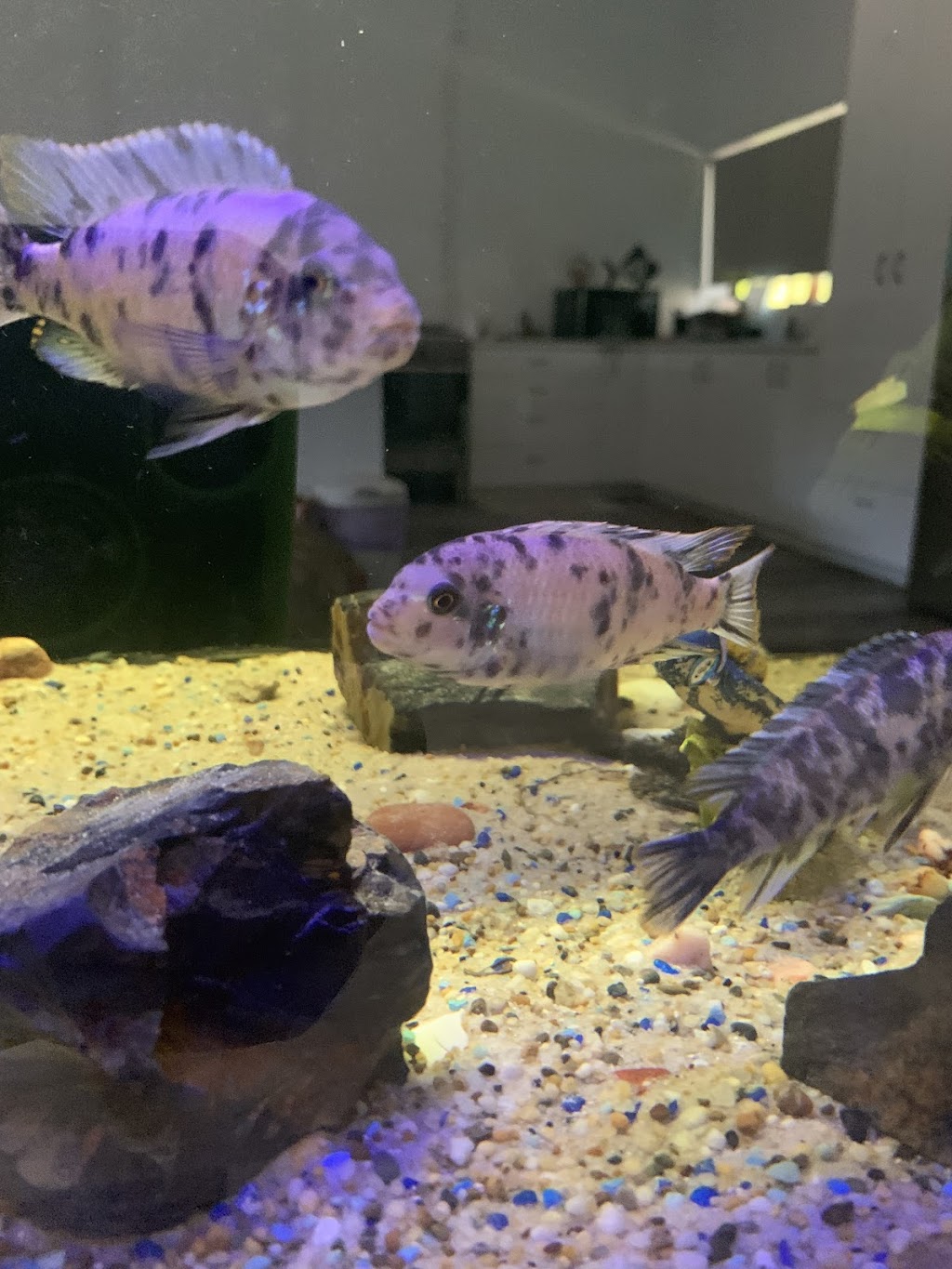 Coffs Coast Aquarium Maintenance | 51a Old Bucca Rd, Moonee Beach NSW 2450, Australia | Phone: 0435 533 387