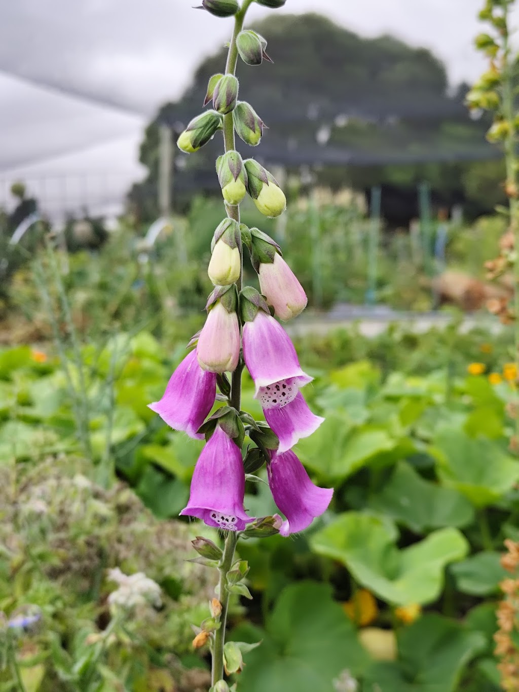 Apollo Bay Community Garden | Apollo Bay VIC 3233, Australia | Phone: 0402 474 375