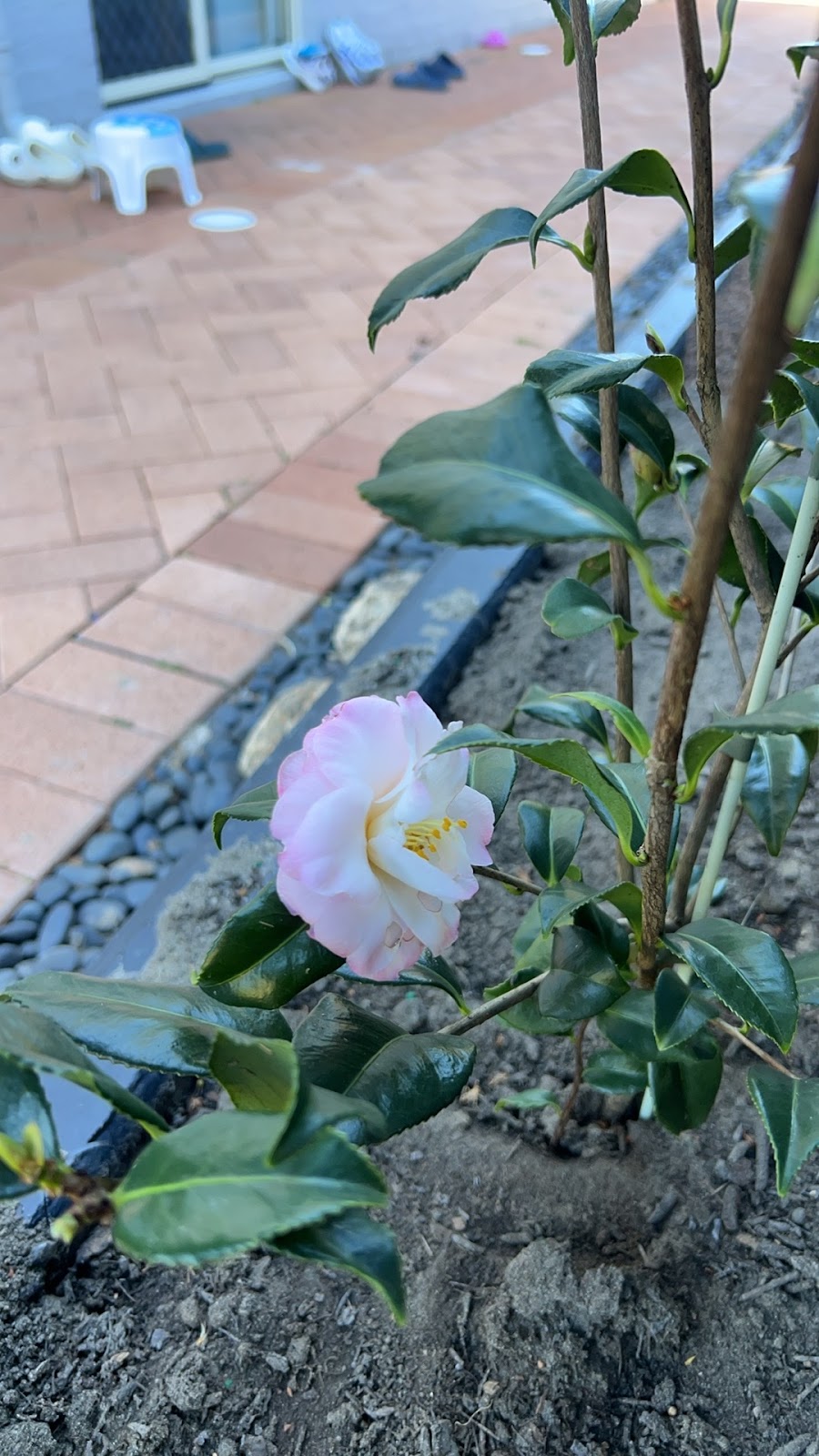 Advance Nursery | 164 Woodlands Dr, Thornlands QLD 4164, Australia | Phone: 0407 954 313