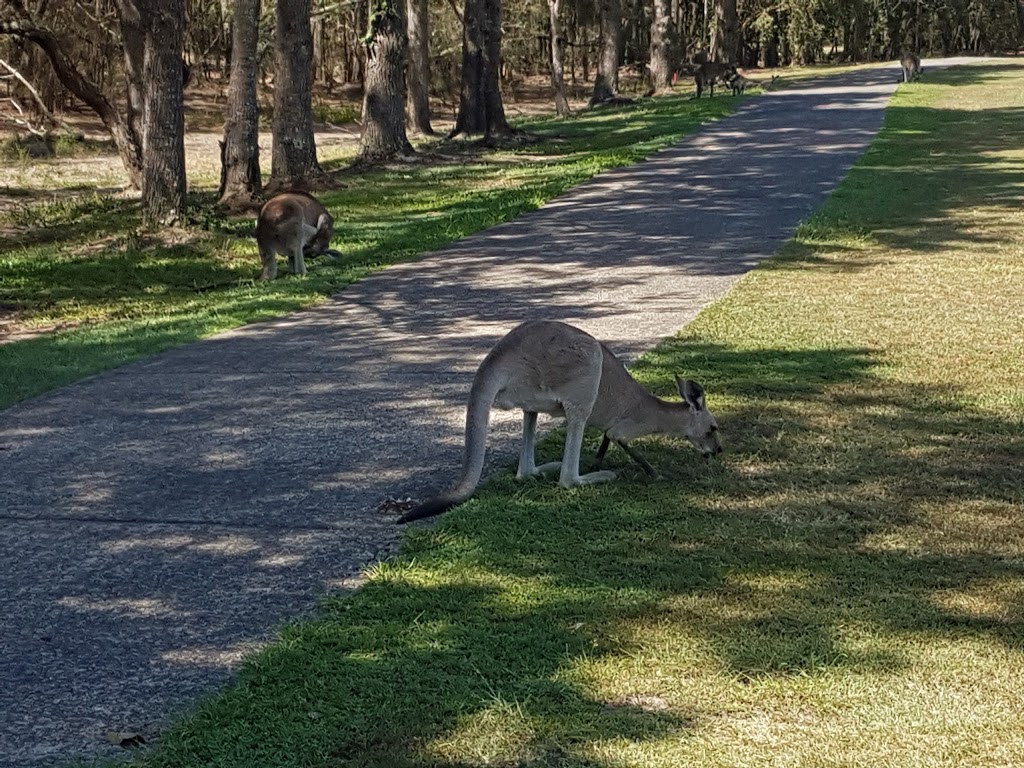 Gainsborough Greens Golf Course | 1 Halcyon Dr, Pimpama QLD 4209, Australia | Phone: (07) 5546 6003