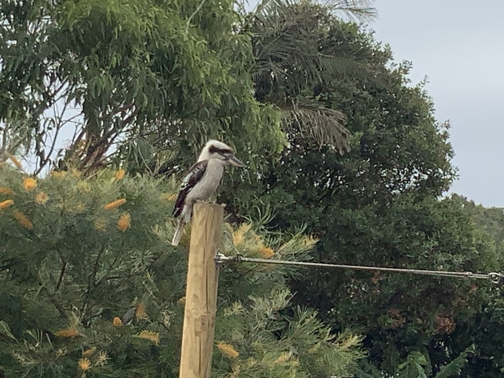 AWABAKAL NURSERY and Landscaping Services | 21 Mimosa Rd, Budgewoi NSW 2262, Australia | Phone: 0488 684 150