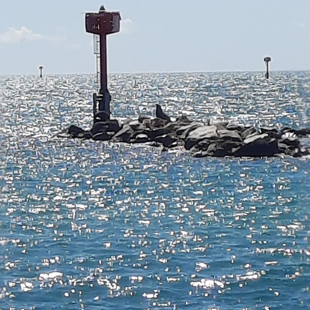 Houtman Abrolhos Conservation Network | Gregory St, Beachlands WA 6530, Australia | Phone: 0448 557 681