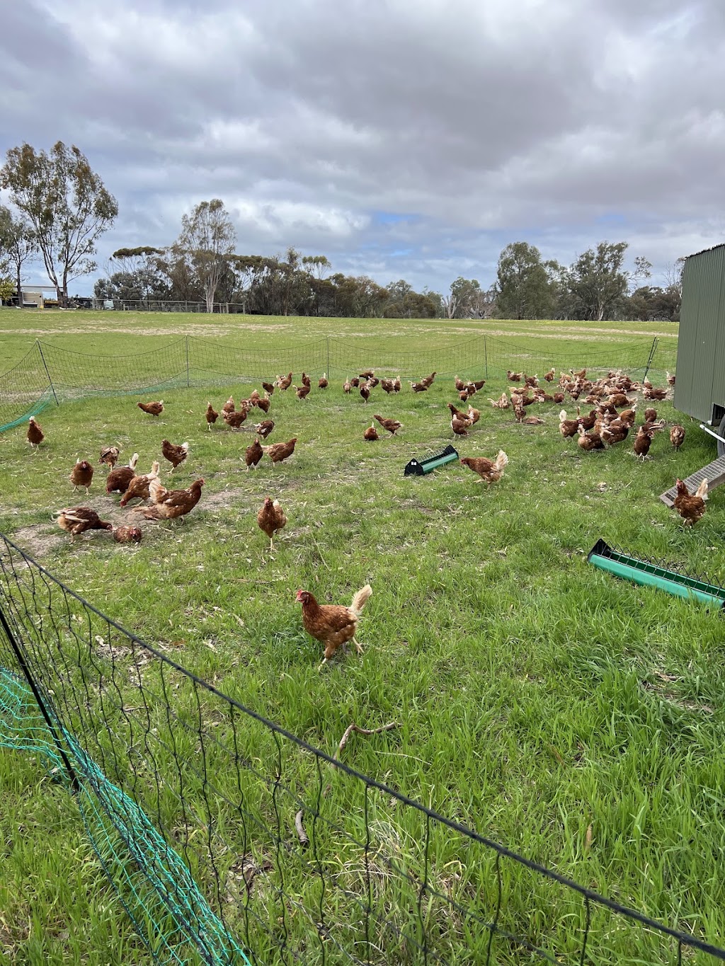 Swallows Lane Farm | 50 Swallows Ln, Dimboola VIC 3414, Australia | Phone: 0408 129 076