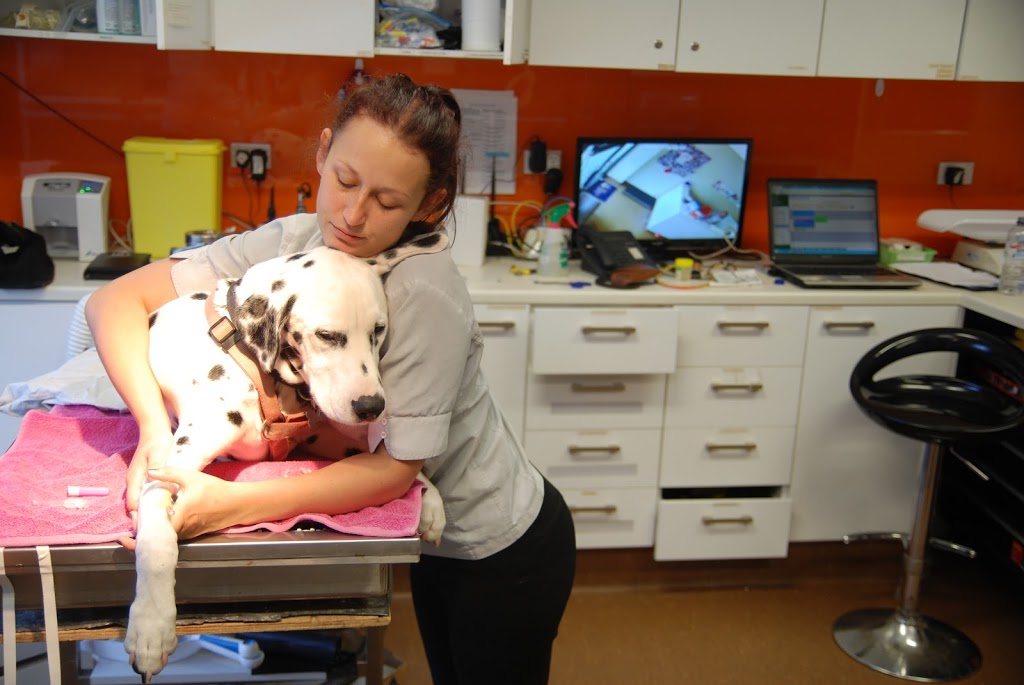 Ark Veterinary Hospital | 352 Pacific Hwy, Lindfield NSW 2070, Australia | Phone: (02) 9416 1300