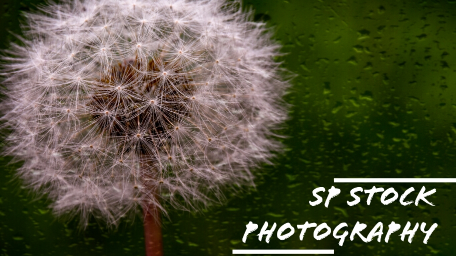 SP Stock Photography | 79 Newton Rd, Blacktown NSW 2148, Australia | Phone: 0434 999 706