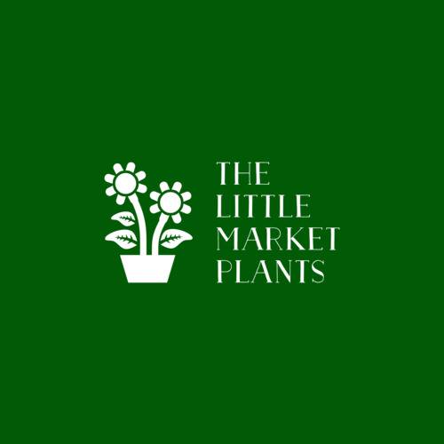 plants delivery Melbourne - The little market plants | florist | 9/46 Export Dr, Brooklyn VIC 3012, Australia | 0452554811 OR +61 452 554 811