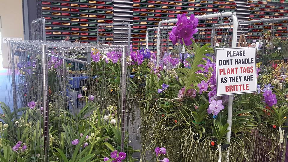 Rons Plant Farm And Nursery Townsville | 10 Moree Rd, Black River QLD 4818, Australia | Phone: 0488 426 168