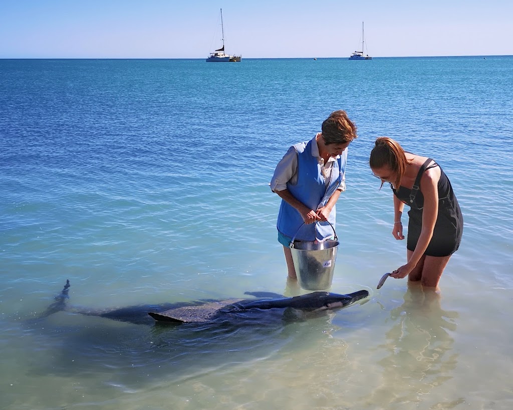 Wildsights Cruises | Jetty WA 6537, Australia | Phone: (08) 9948 1481