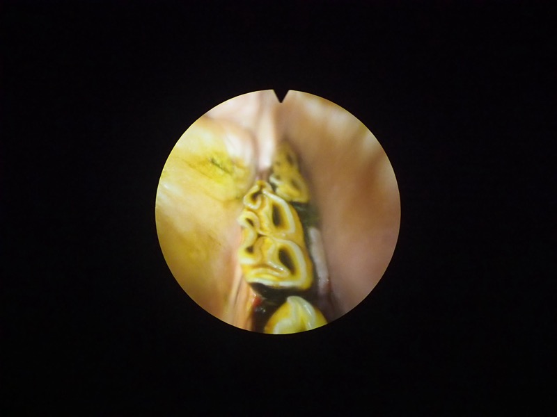 Advanced Equine Dentistry | 245 Gellibrand Dr, Sandford TAS 7020, Australia | Phone: 0418 598 621