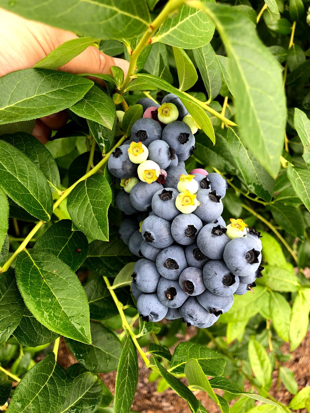 Otway Blueberries | 155 Gellibrand-Carlisle Rd, Gellibrand VIC 3239, Australia | Phone: (03) 5235 8185