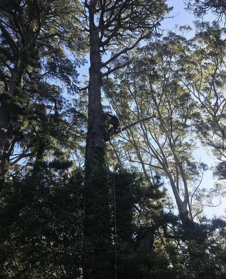 Nature Coast Tree Care |  | Jennifer Pl, Moruya Heads NSW 2537, Australia | 0410071616 OR +61 410 071 616