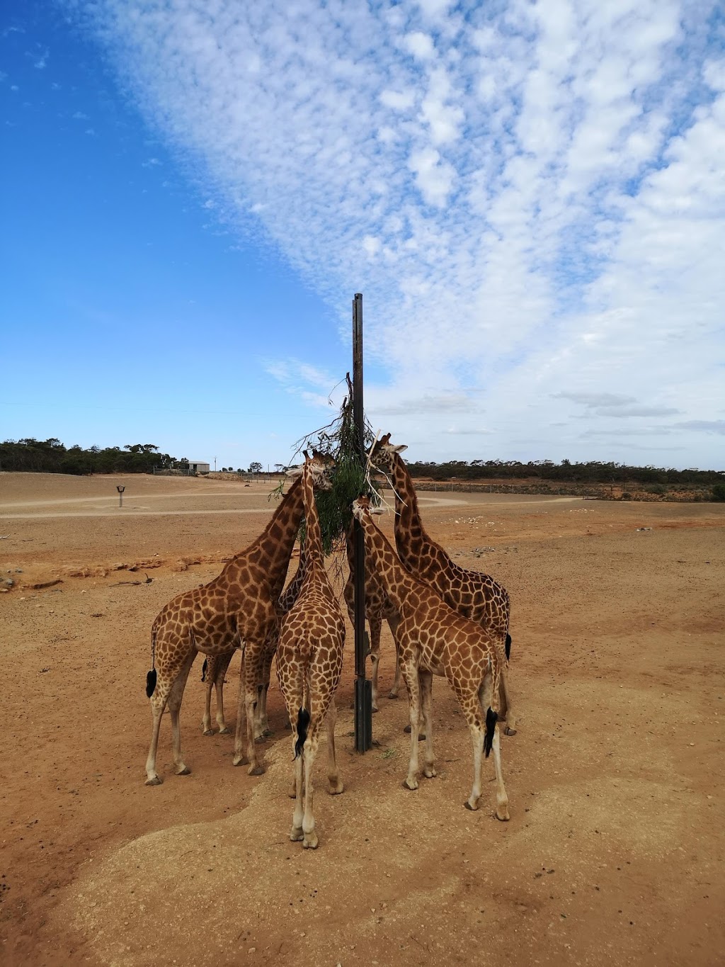 Giraffe lookout | Unnamed Road, Monarto SA 5254, Australia