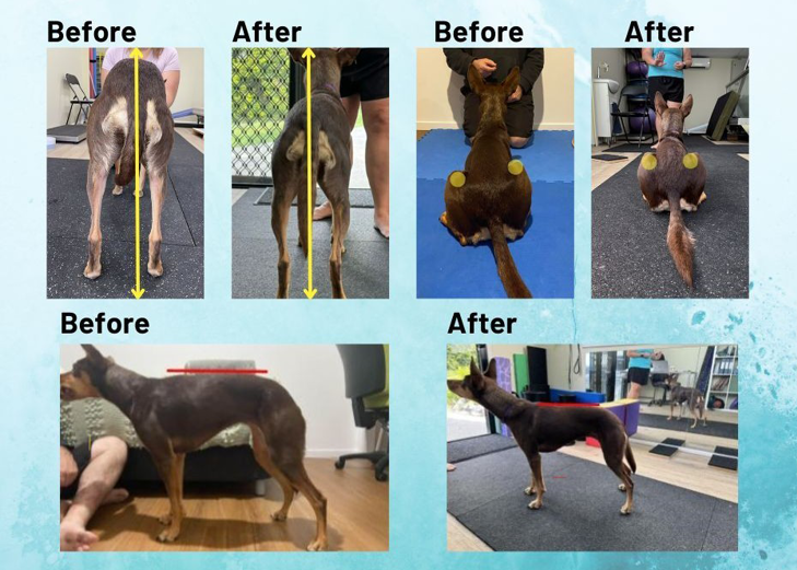 Paws 4 Recovery | 14 Cargellico St, Maudsland QLD 4210, Australia | Phone: 0459 248 678