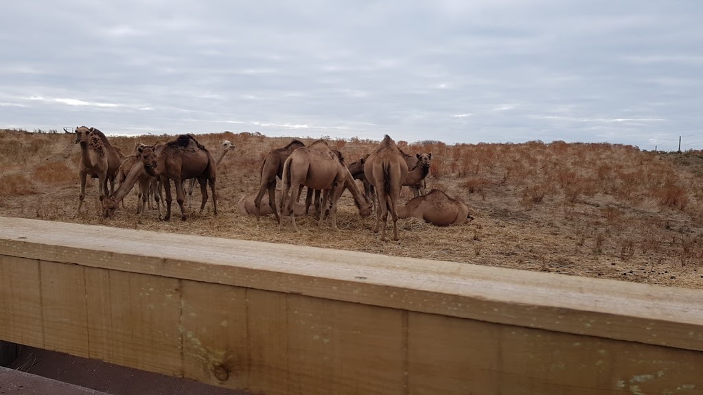 Robe Camel Farm - Humpalicious Camel Milk |  | 46 Roys La, Mount Benson SA 5275, Australia | 0423893541 OR +61 423 893 541