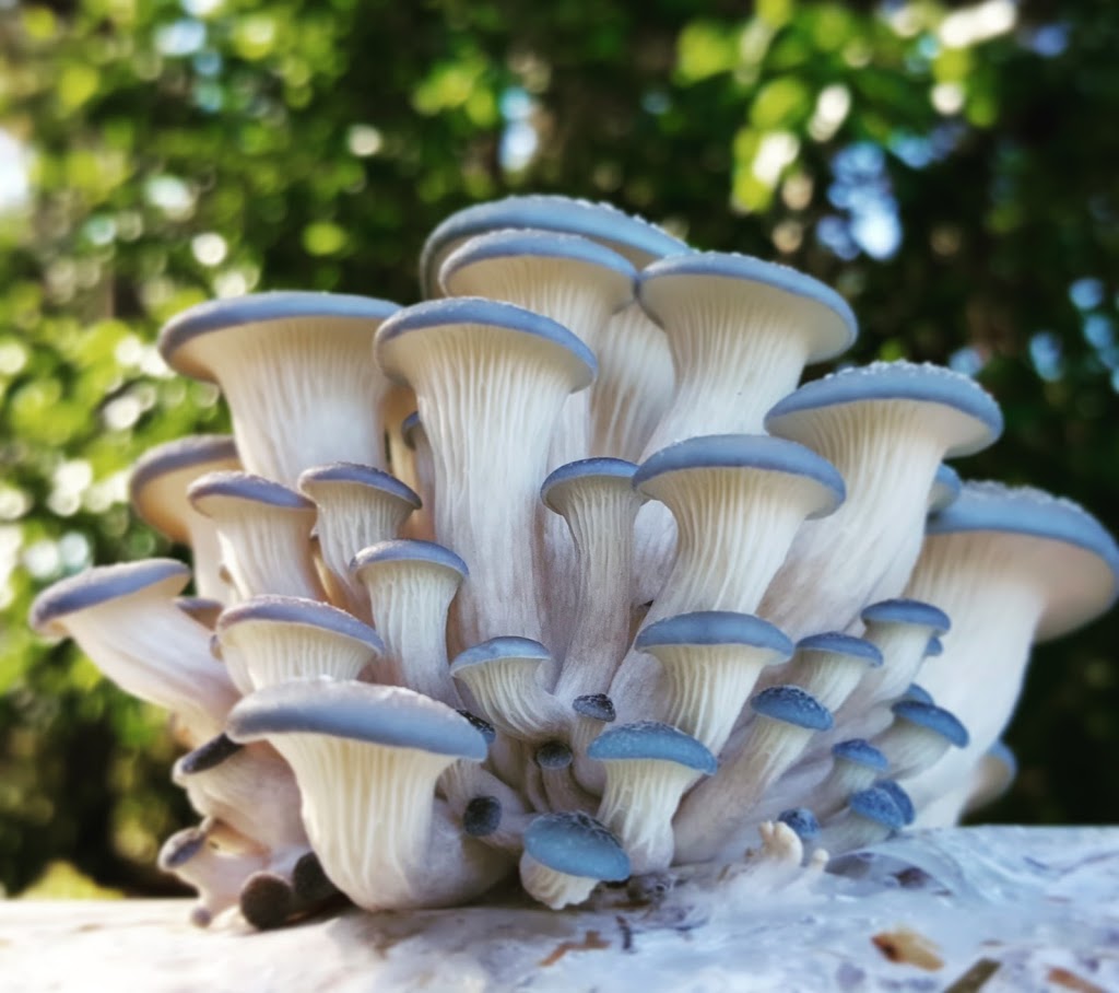 Mountaintop Mushrooms |  | Balmoral Rd, Montville QLD 4560, Australia | 0467752130 OR +61 467 752 130