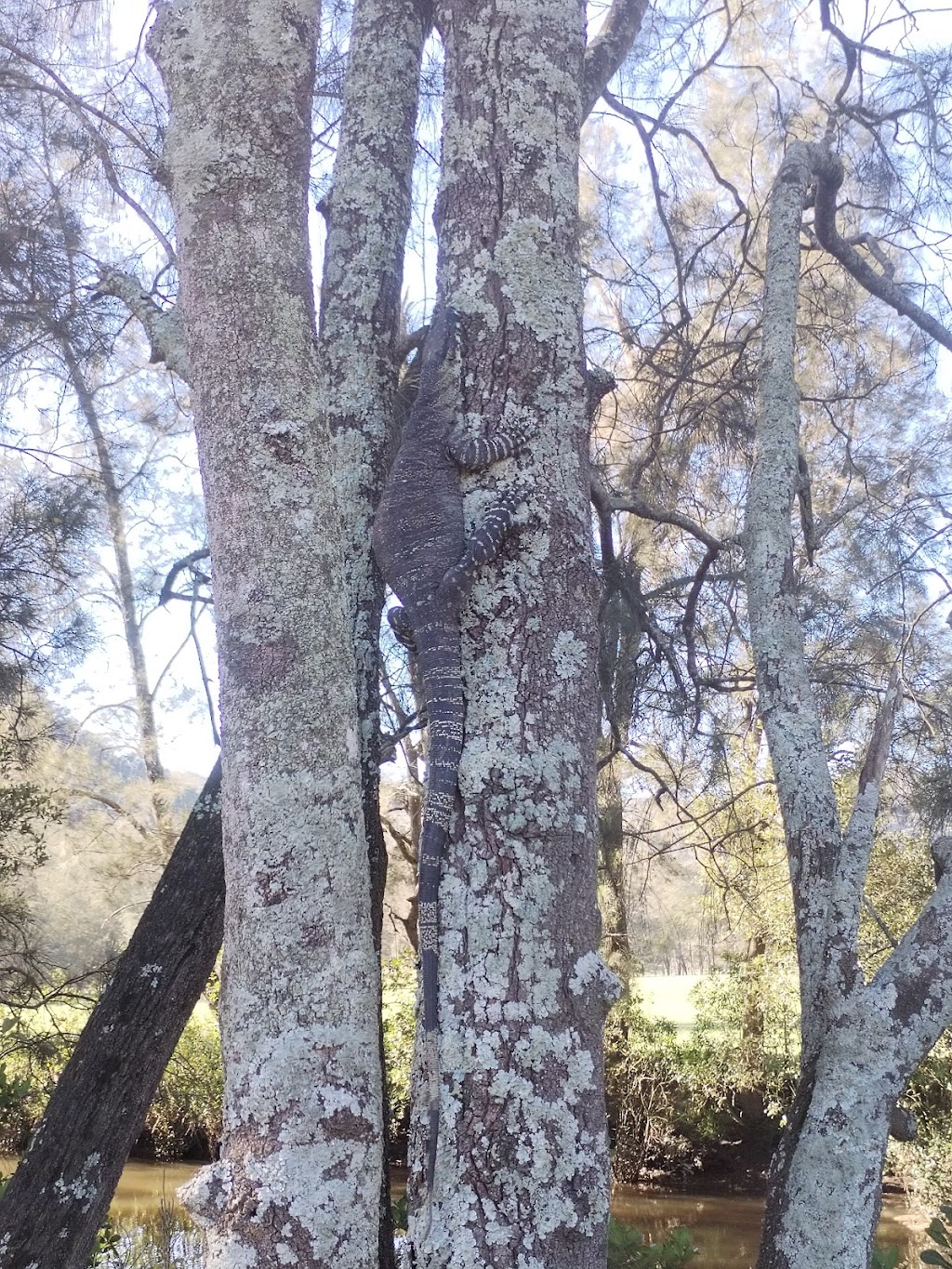 Boundary Cove Campsite | Glenworth Valley NSW 2250, Australia | Phone: (02) 4375 1222