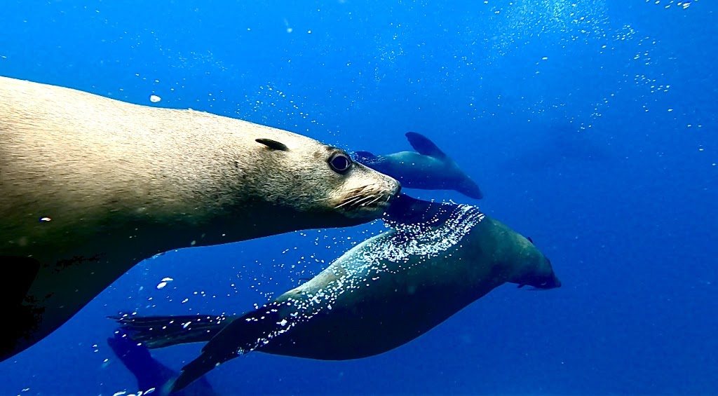 Woebegone Freedive | 2 Coulon St, Woollamia NSW 2540, Australia