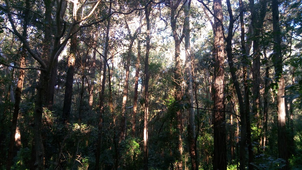 Hill Road Reserve | West Pennant Hills NSW 2125, Australia