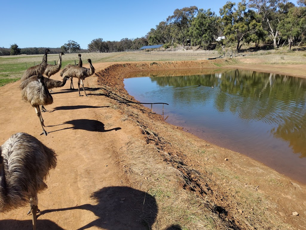 The Emu Hive | Carmichaels Lane, Coonabarabran NSW 2357, Australia | Phone: 0450 511 580