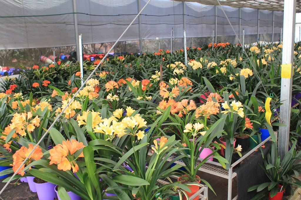 Pine Mountain Nursery |  | 442 Russells Rd, Pine Mountain QLD 4306, Australia | 0409277790 OR +61 409 277 790