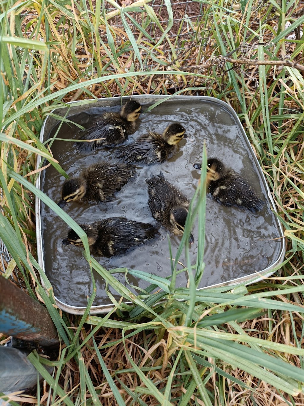 Woorinen South Wildlife Shelter | 66 Palmer St, Woorinen South VIC 3588, Australia | Phone: 0408 122 863