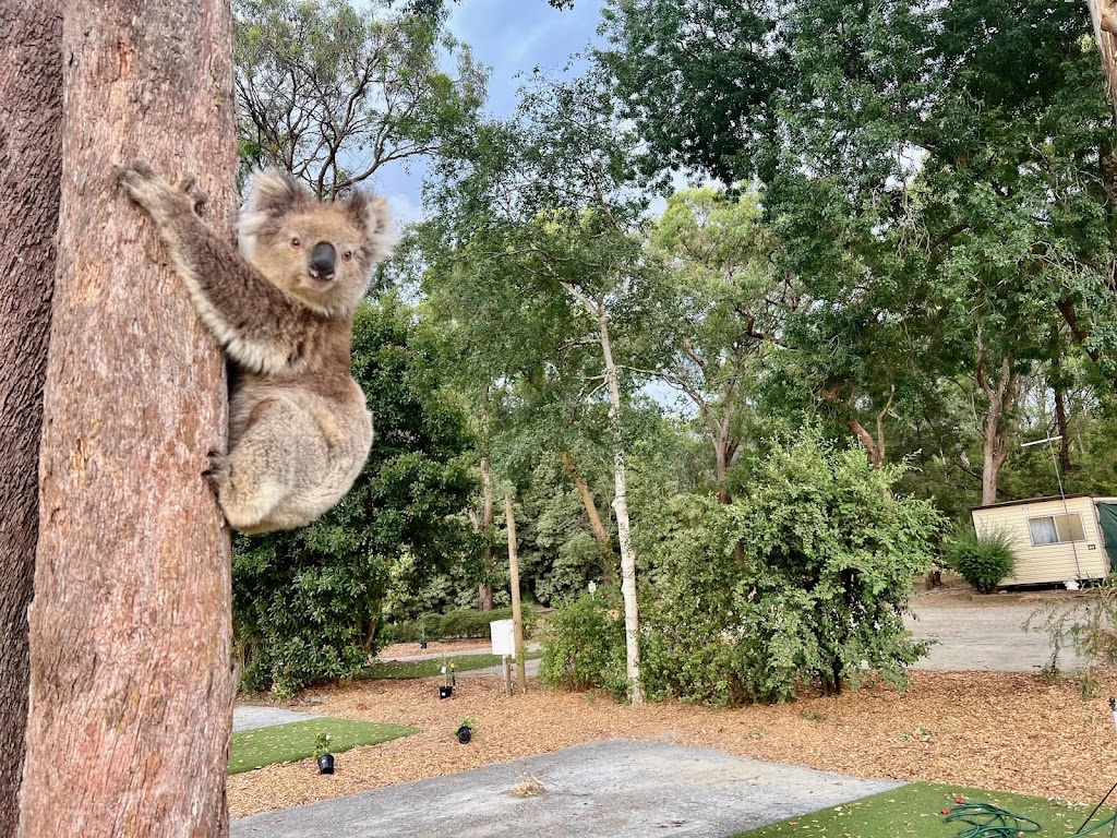 Yarra Valley Caravan Park | 160 Tarrango Rd, Yarra Junction VIC 3797, Australia | Phone: 0477 677 310