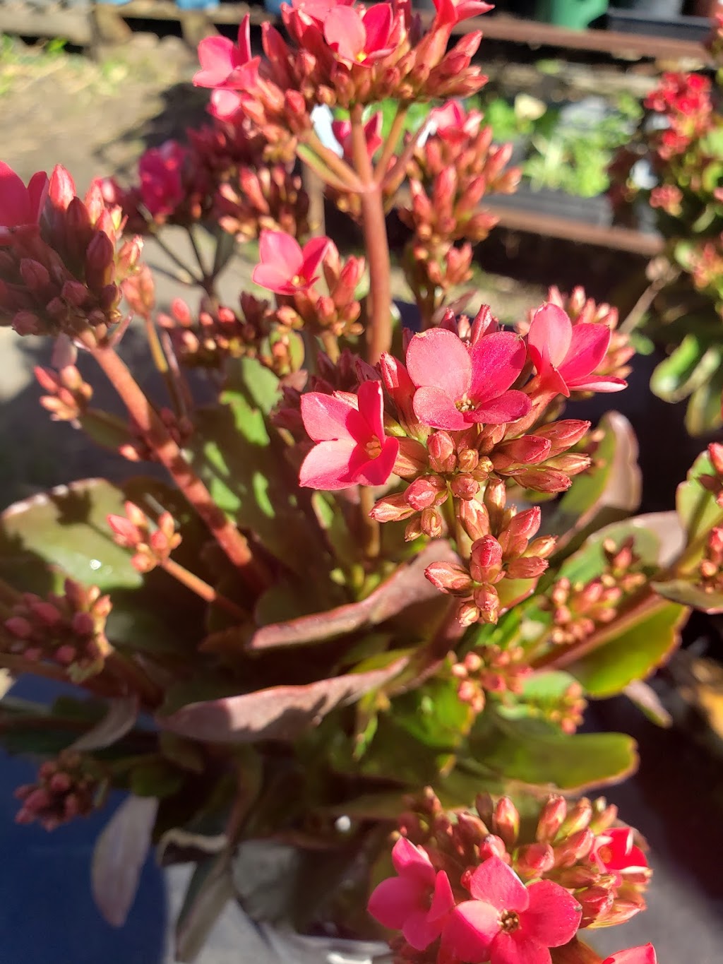 Sundrenched Seedlings Garden Centre | 88/90 Queen Elizabeth Dr, Coraki NSW 2471, Australia | Phone: 0401 367 323
