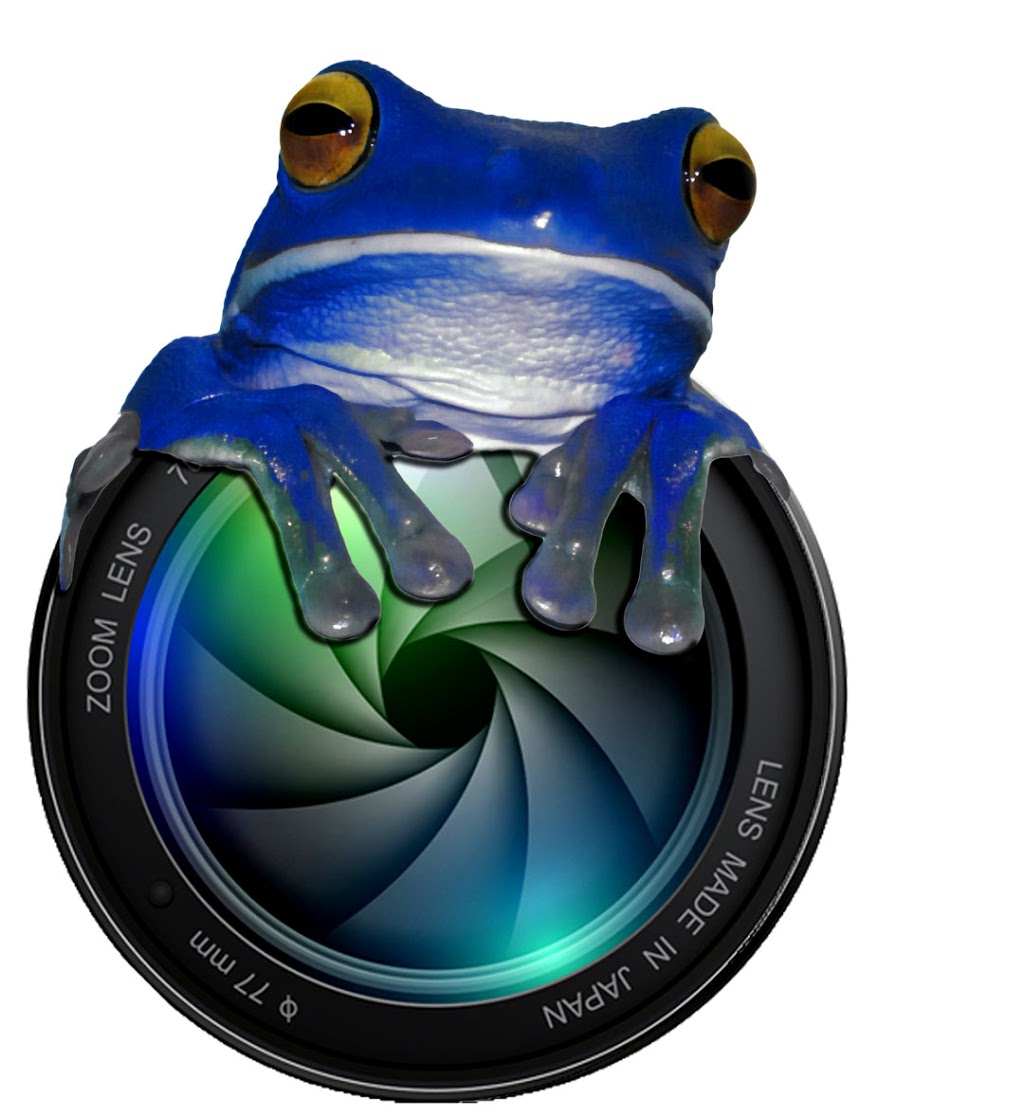 Blue Frog Photographer |  | 9 Reid Cres, Innisfail Estate QLD 4860, Australia | 0418910383 OR +61 418 910 383