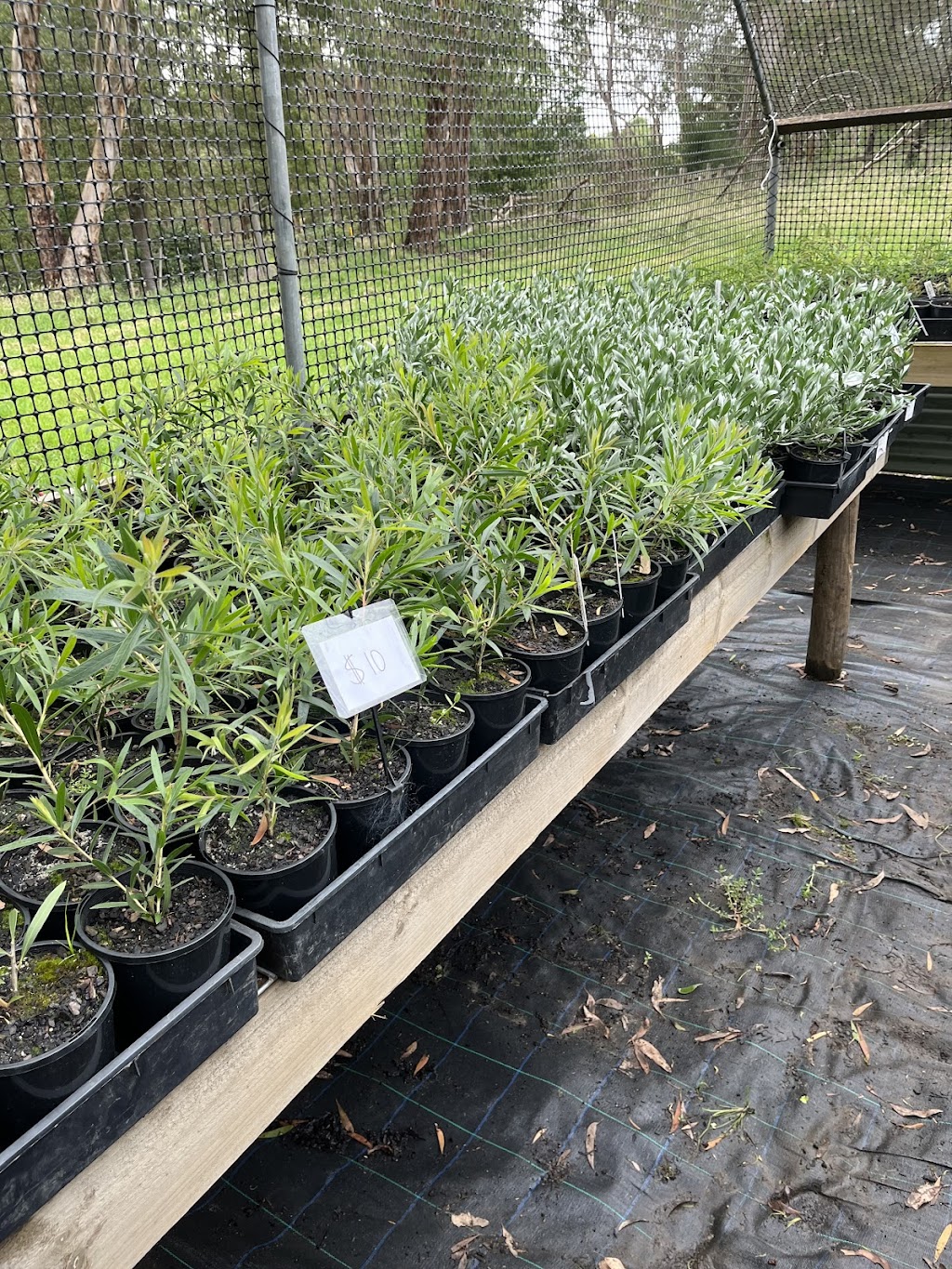K valley plants | 15 Maxwell Rd, Kawarren VIC 3249, Australia | Phone: 0490 030 580