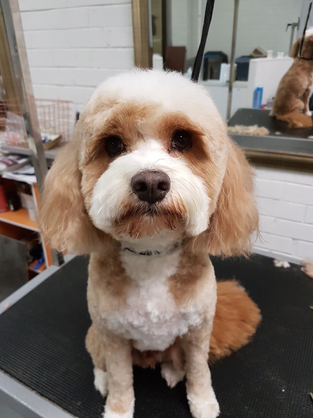 DGA Grooming Studio |  | Unit 9/63-69 The Village of Bowral, Kirkham Rd, Bowral NSW 2576, Australia | 0248613036 OR +61 2 4861 3036