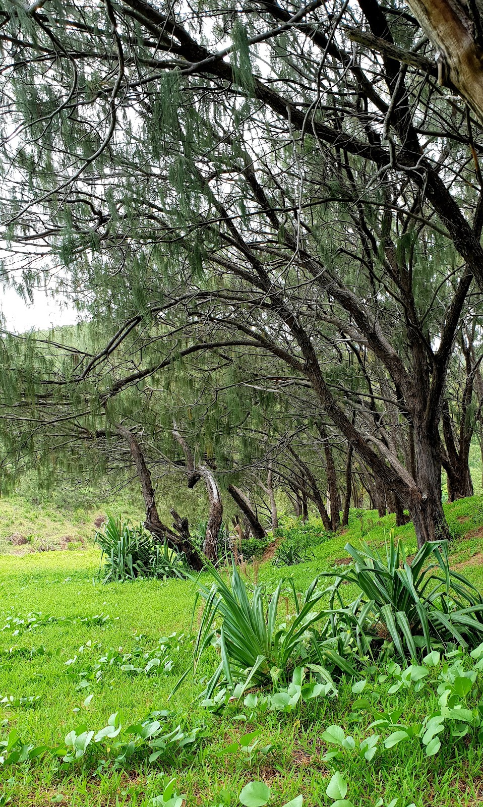Basil Bay Hut | Basil Bay, Keswick Island QLD 4740, Australia | Phone: 1300 889 290