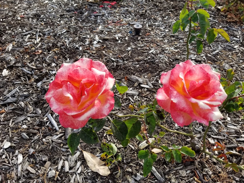 Peace Memorial Rose Gardens | park | Unnamed Road, Nedlands WA 6009, Australia