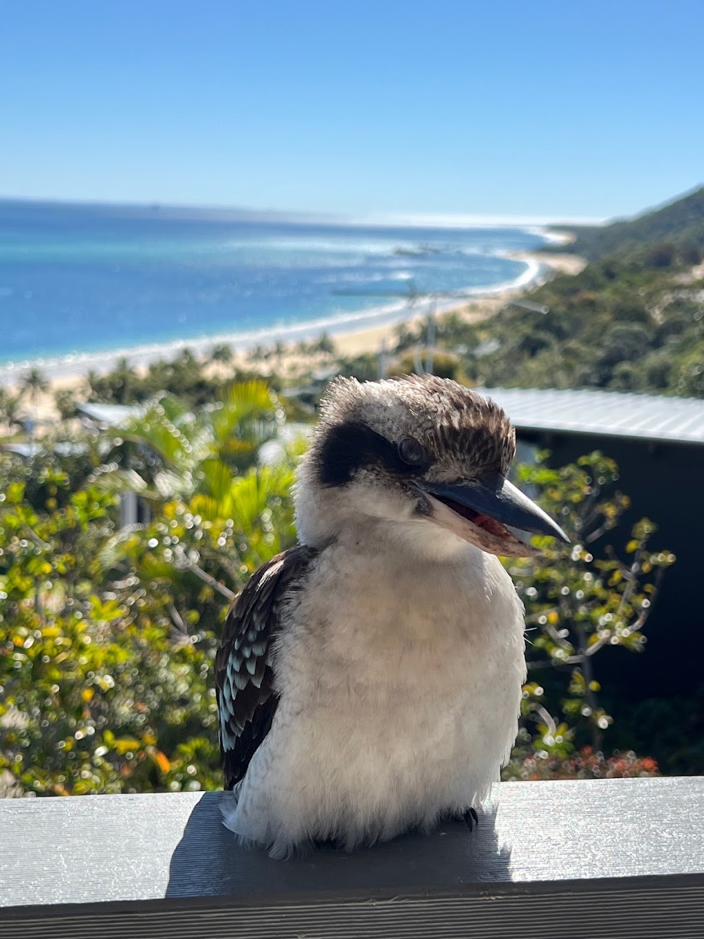 Allure Beach House | 11 Cassidae Cres, Tangalooma QLD 4025, Australia | Phone: 0467 777 201