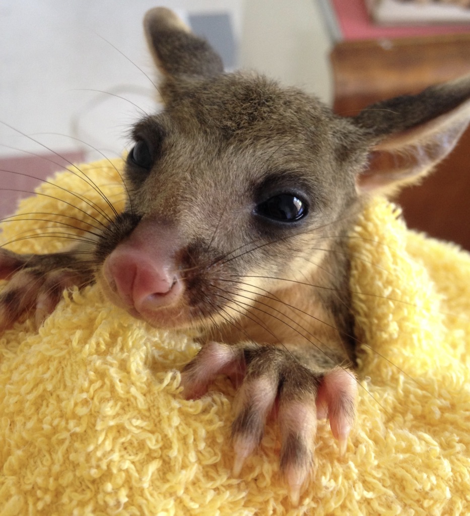 Woronora Road Veterinary Clinic | 153 Woronora Rd, Engadine NSW 2233, Australia | Phone: (02) 9548 1686
