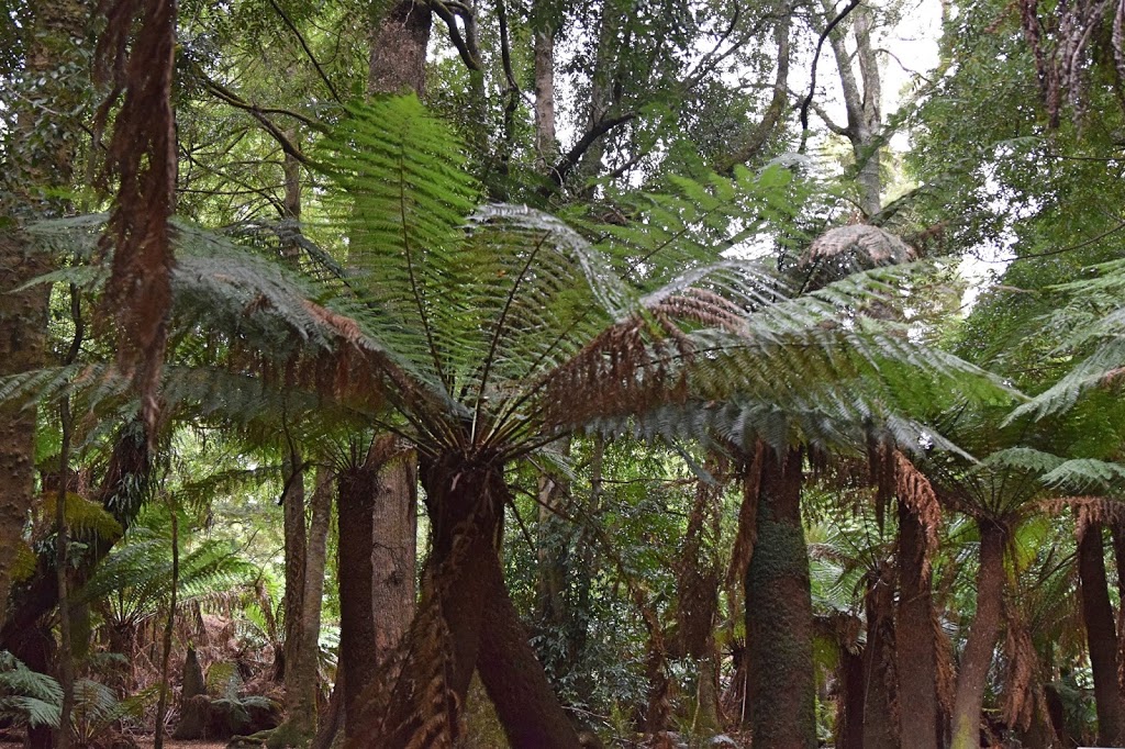 Rainforest Walk | Weldborough Pass, Weldborough TAS 7264, Australia