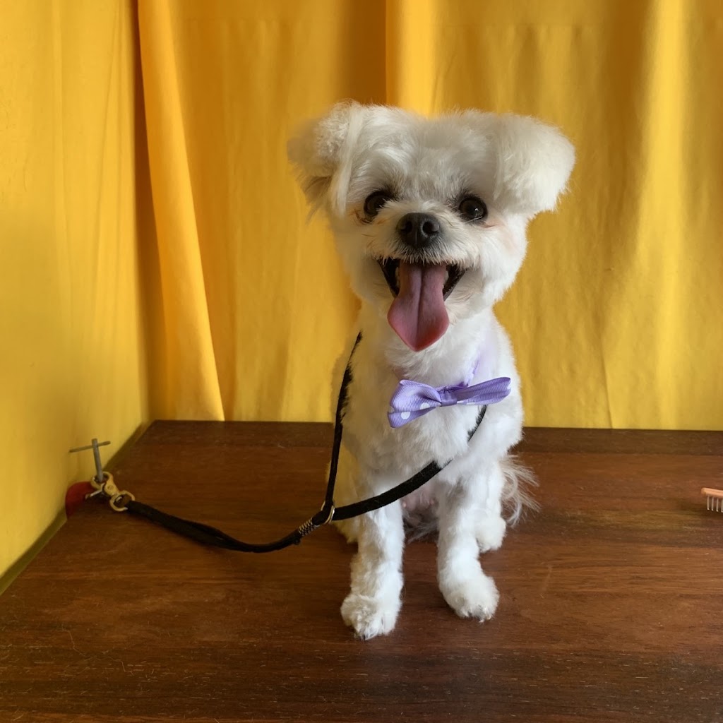 Annas Dog Grooming | 8 Chevrolet Pl, Ingleburn NSW 2565, Australia | Phone: 0412 564 412