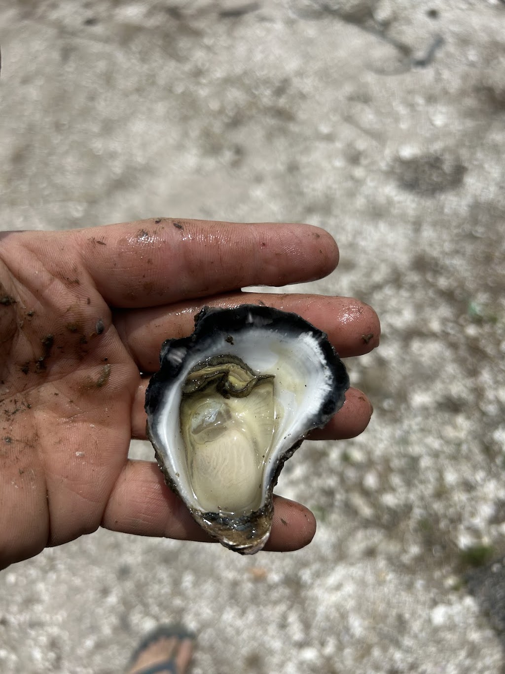Tunstead Oysters | Sandfly Alley, Riverside NSW 2444, Australia | Phone: 0402 926 921