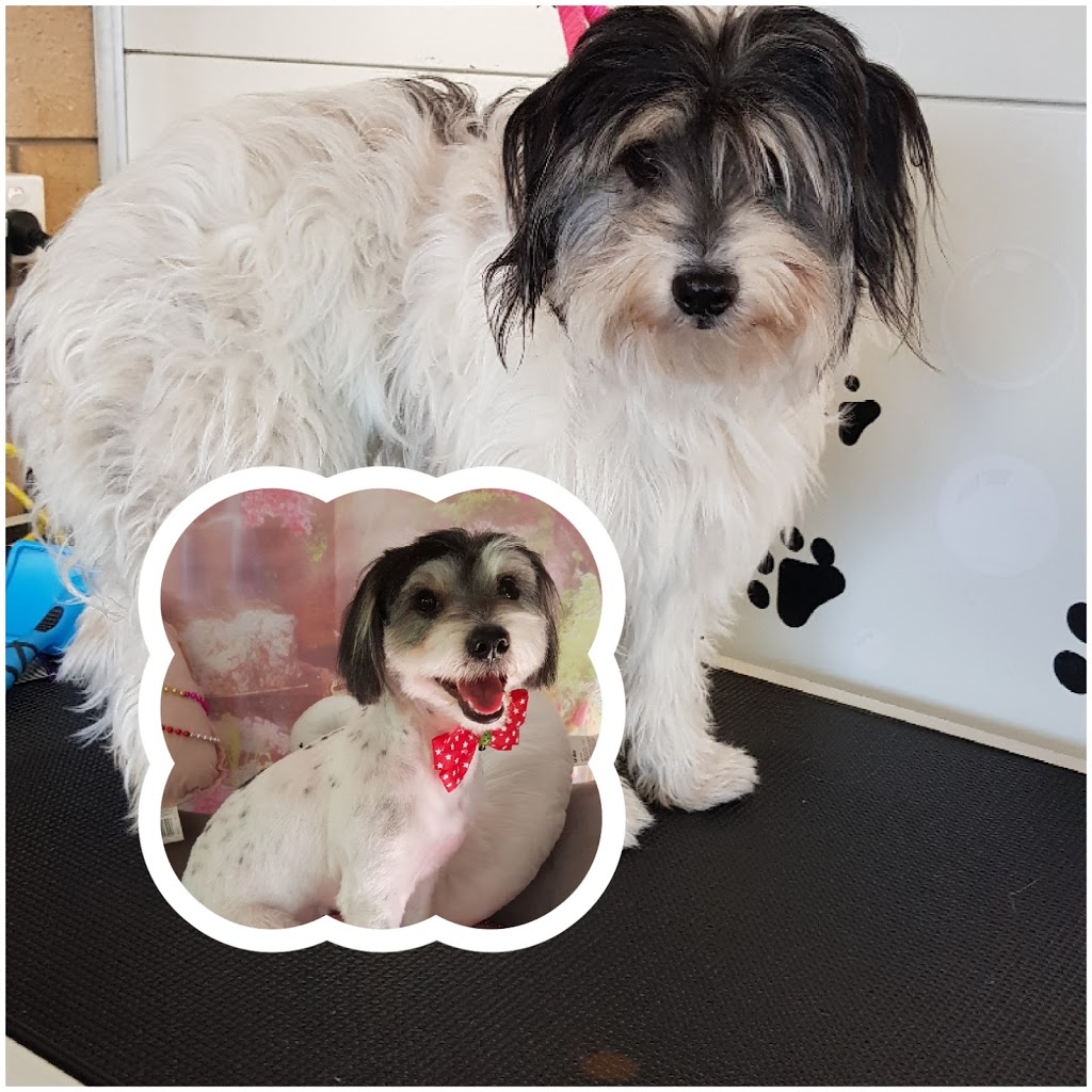 Furkidz Grooming | 51 Edgerton Dr, Plainland QLD 4341, Australia | Phone: 0401 876 407