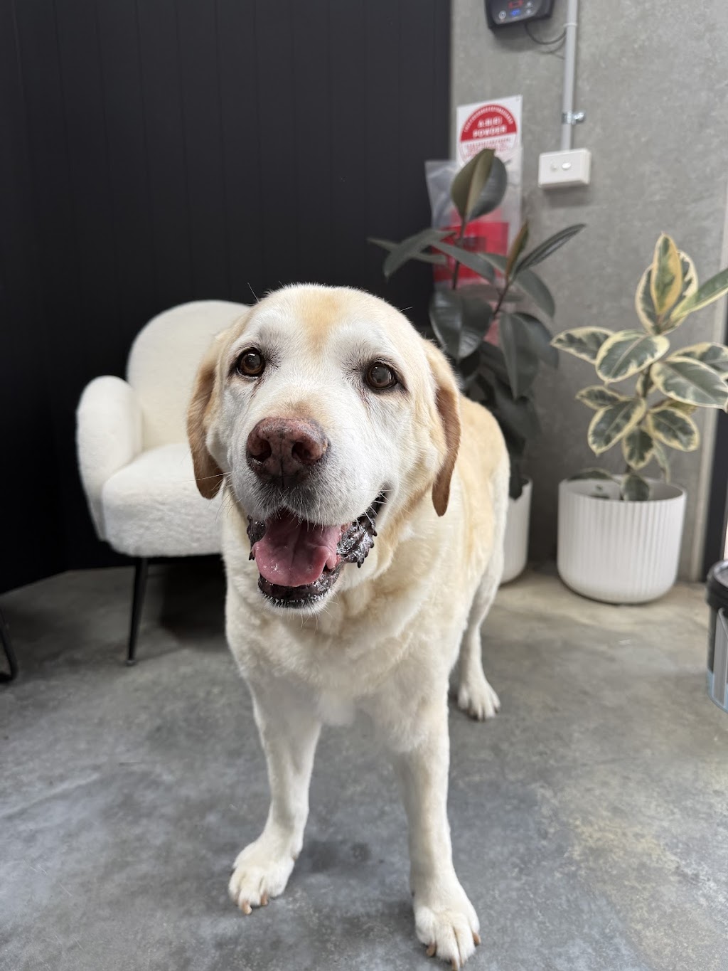 Fresh Paws Co | Unit 2/8-10 Clarendon Rd, Drysdale VIC 3222, Australia | Phone: 0490 474 761