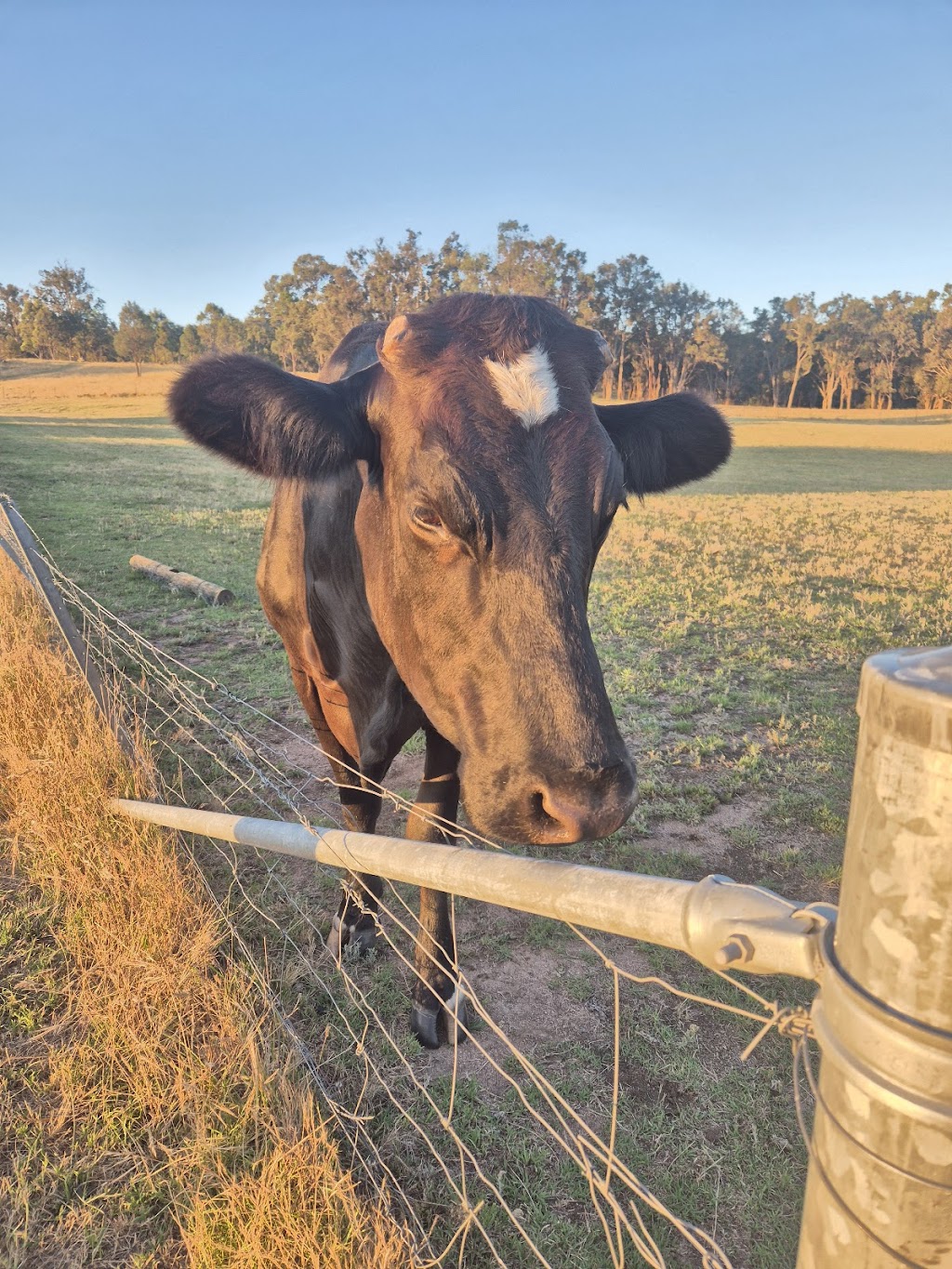 Mudgee & Beyond | 772 Black Springs Rd, Budgee Budgee NSW 2850, Australia | Phone: 0414 475 610
