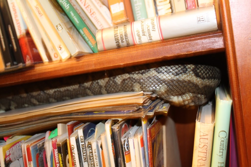 SnakeOut Snake Catchers Brisbane | 14 Ranger St, Kenmore QLD 4069, Australia | Phone: 0456 880 903