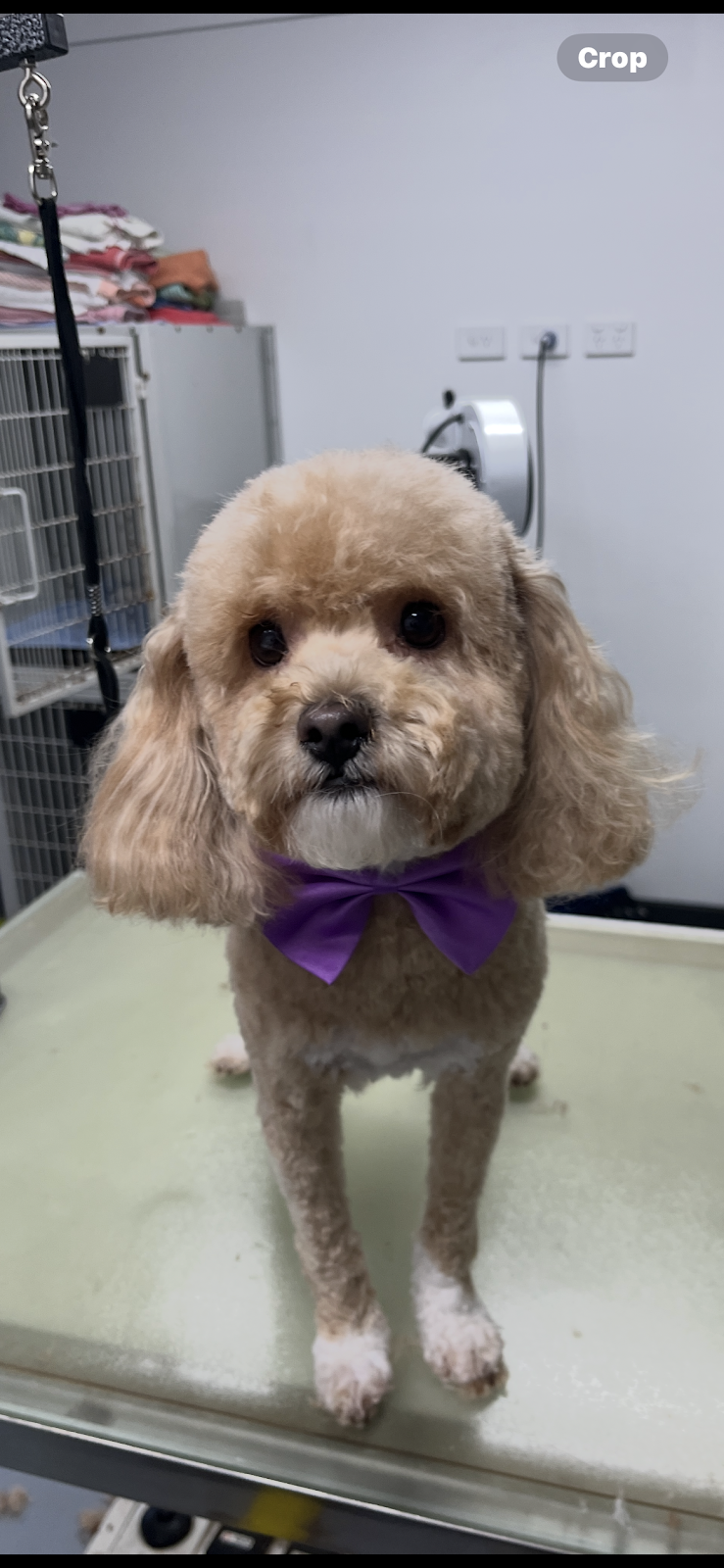 Dogs Lane Grooming Cooranbong | 43a Alton Rd, Cooranbong NSW 2265, Australia | Phone: 0421 763 307