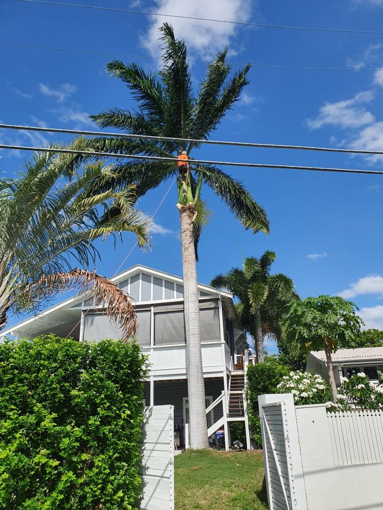 Tree Lopping Gold Coast - Palm Tree Removal & Trimming Experts | 19 Bluetail Cres, Upper Coomera QLD 4209, Australia | Phone: 0466 822 477