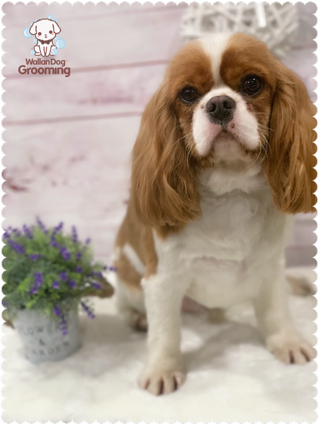 Wallan Dog Grooming | 2/11 Raglan St, Wallan VIC 3756, Australia | Phone: 0432 247 783