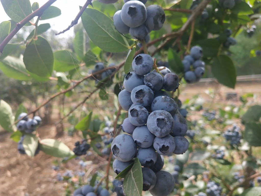 Monbulk Blueberry Farm | 15 Blueberry Ln, Monbulk VIC 3793, Australia | Phone: (03) 9756 6095