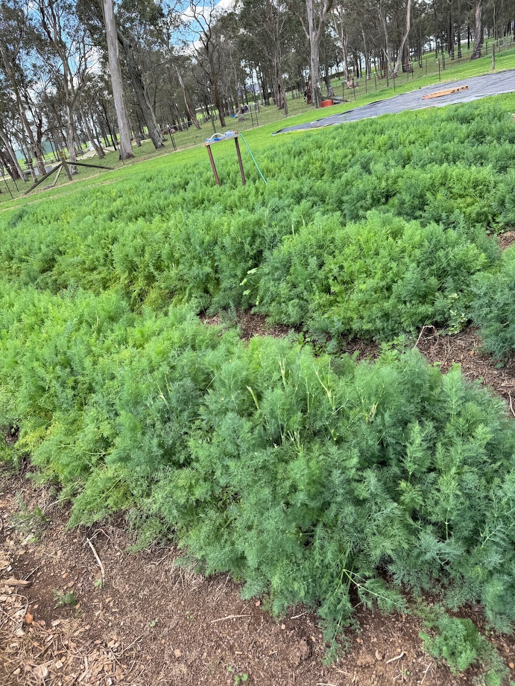 Westmont Pickles | 110 Cedar Creek Rd, Thirlmere NSW 2572, Australia | Phone: 0410 339 228