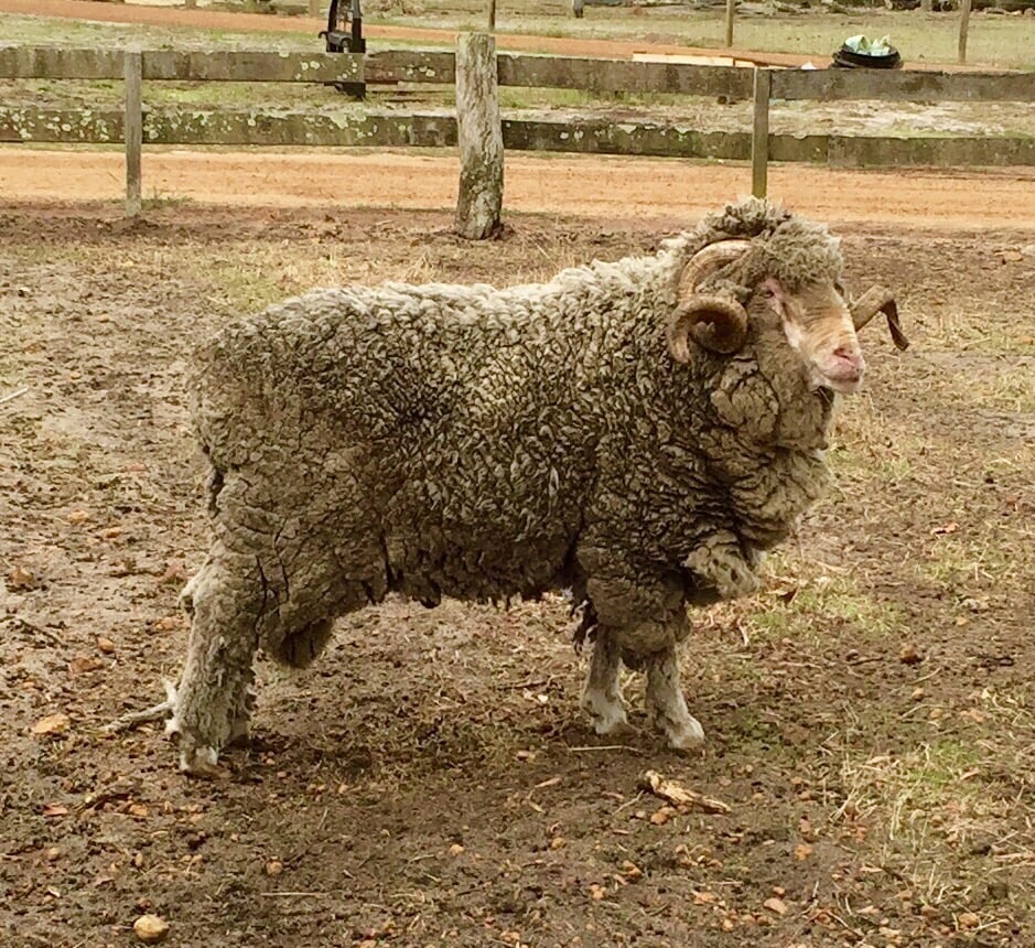 Yallingup Shearing Shed | 1442 Wildwood Rd, Yallingup WA 6282, Australia