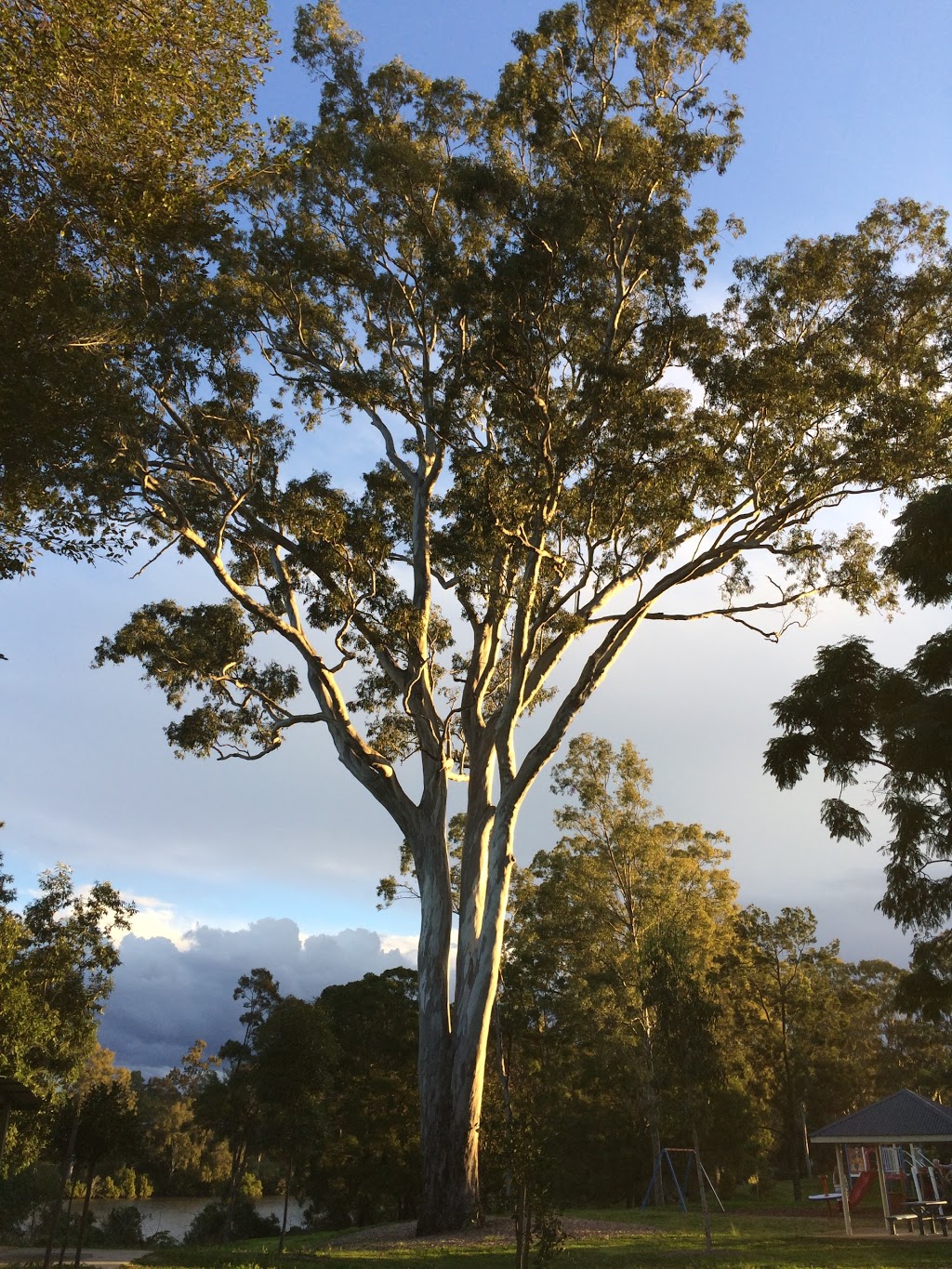 The Perfect Tree | park | Fig Tree Pocket QLD 4069, Australia