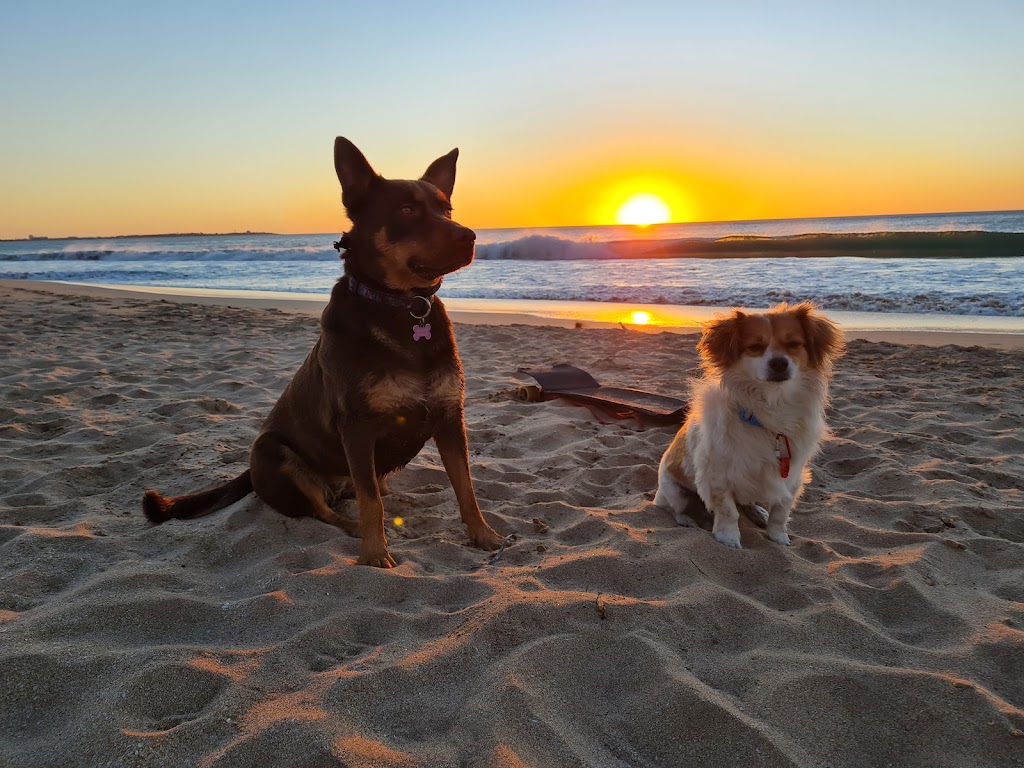 The Walking Dog Trainer |  | Madora Bay Road, Madora Bay WA 6210, Australia | 0422554453 OR +61 422 554 453