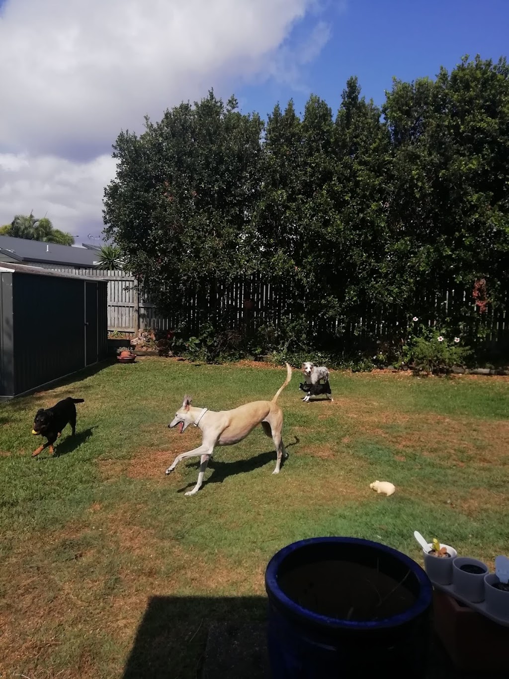 Chuck and Scratch doggy daycare | Clayton Rd, Lammermoor QLD 4703, Australia | Phone: 0466 902 151